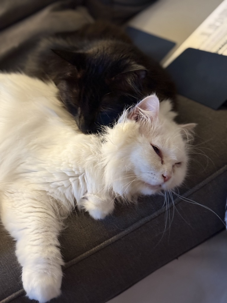 Binx and Casper